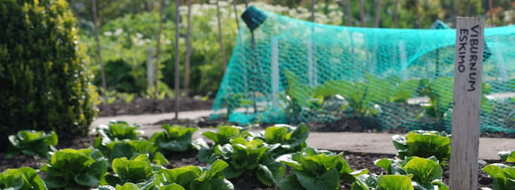 The kitchen garden