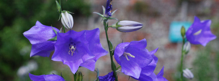 Campanulas in the walled garden