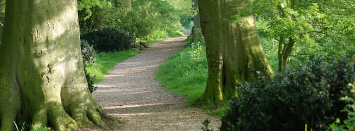 The woodland path