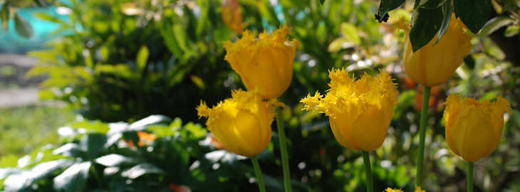 The walled garden