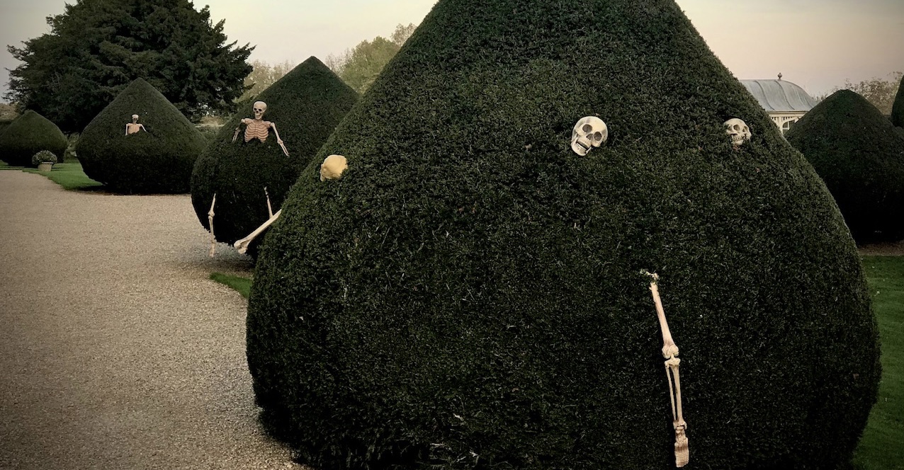 Skeletons in the topiary for the Halloween Trail
