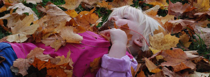 Autumn leaves