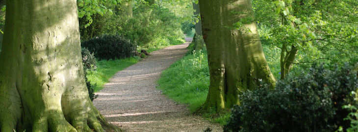 The woodland walk in summer