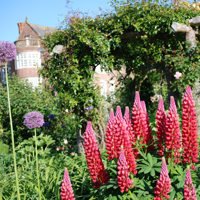 Lupins