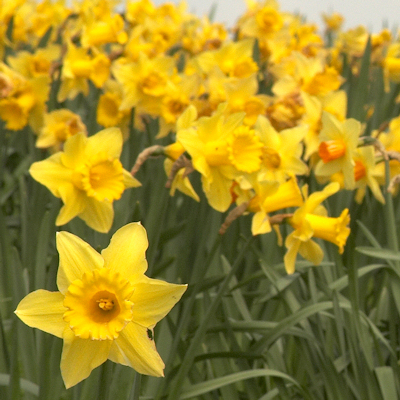 Daffodils