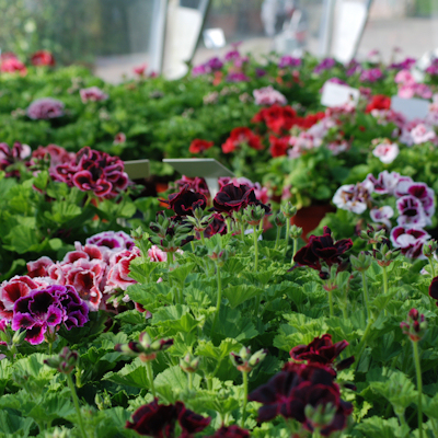 The walled garden in flower