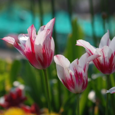 Tulips